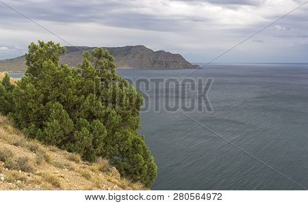 Juniper On Top Of A Mountain Above The Sea. Top Of Cape Alchak, Sudak, Crimea. Cloudy Day In Septemb