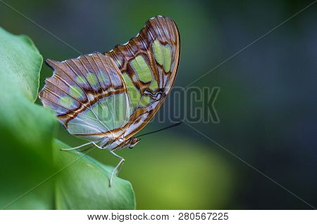 A Brush-footed Butterfly Or Malachite (siproeta Stelenes). Butterfly