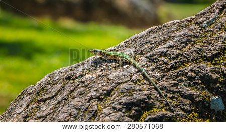 Lizard Walking On A Tree Trunk In Nature