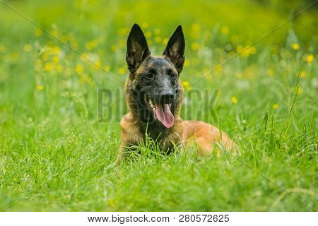 Portrait Of Malinois Dog With Black Muzzle, Long Ears And Brown Hair, Open Mouth, Pink Tongue Sticki