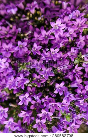Blooming Campanula Muralis Flowers Or Violet Bellflowers, Floral Background.