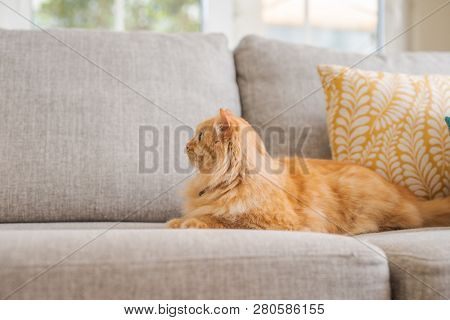 Beautiful ginger long hair cat lying on the sofa on a sunny day at home