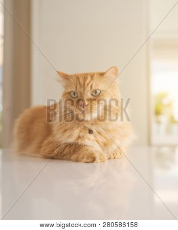 Beautiful ginger long hair cat lying on kitchen table on a sunny day at home