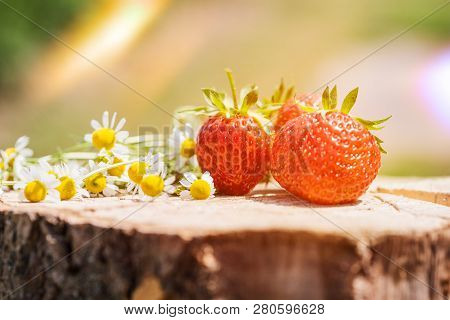 Fresh Sweet Strawberry Isolated On Bright Sun . Sun Is Shining Brightly. Green Grass