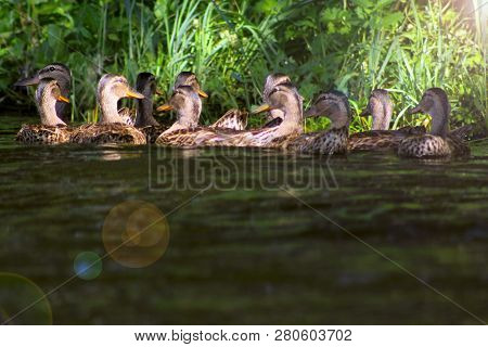 Mallard - A Bird From The Family Of Ducks Detachment Of Waterfowl. The Most Famous And Common Wild D