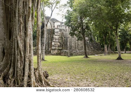 Jungle vines with the Mayan temple of Dzibanche out of focus in the background.