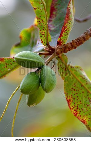 Terminalia Catappa Or Indian Almond Tree, Also Known As Tropical Almond Free With Nuts Close Up