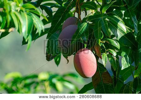 Tropical Mango Tree With Big Ripe Mango Fruits Growing In Orchard On Gran Canaria Island, Spain. Cul