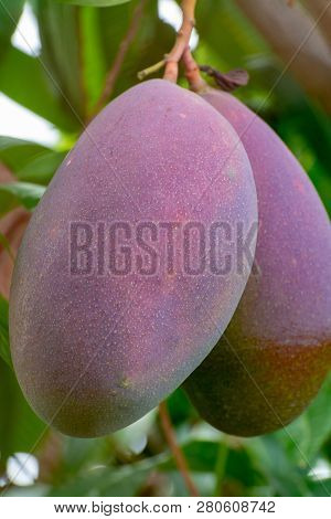 Tropical Mango Tree With Big Ripe Mango Fruits Growing In Orchard On Gran Canaria Island, Spain. Cul