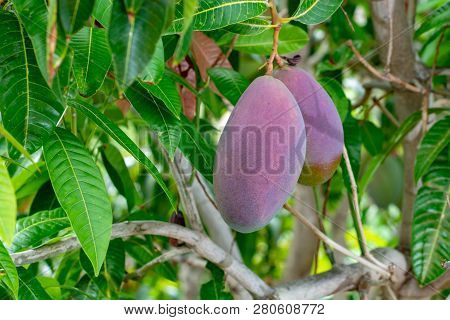 Tropical Mango Tree With Big Ripe Mango Fruits Growing In Orchard On Gran Canaria Island, Spain. Cul