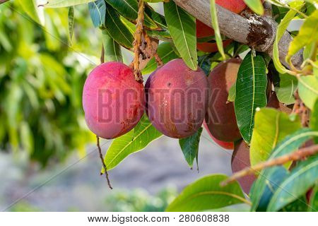 Tropical Mango Tree With Big Ripe Mango Fruits Growing In Orchard On Gran Canaria Island, Spain. Cul