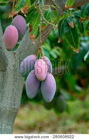 Tropical Mango Tree With Big Ripe Mango Fruits Growing In Orchard On Gran Canaria Island, Spain. Cul