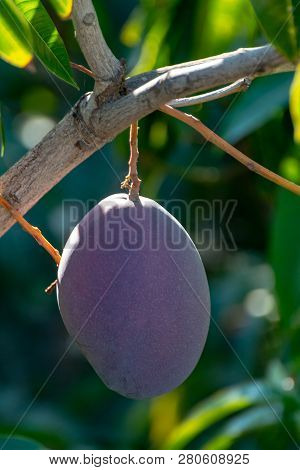Tropical Mango Tree With Big Purple Ripe Mango Fruits Growing In Orchard On Gran Canaria Island, Spa