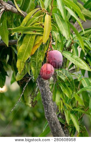 Tropical Mango Tree With Big Ripe Mango Fruits Growing In Orchard On Gran Canaria Island, Spain. Cul