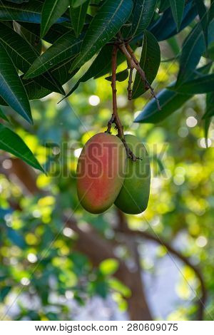 Tropical Mango Tree With Big Ripe Mango Fruits Growing In Orchard On Gran Canaria Island, Spain, Cul