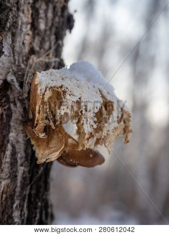 A Quaint Mushroom Parasite On A Birch Trunk In The Winter Forest