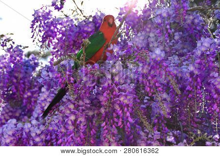 A Male King Parrot Sitting In A Wisteria Tree