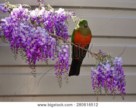 A Female King Parrot Sitting On A Wisteria Tree