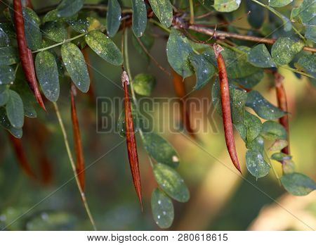 Dried Seedpods Of Siberian Pea Shrub Also Known As Siberian Pea Tree Or Caragana Arborescens