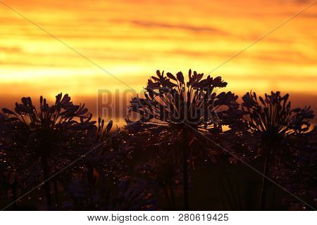 Sunset At Oxley Island Nsw Australia Mid North Coast