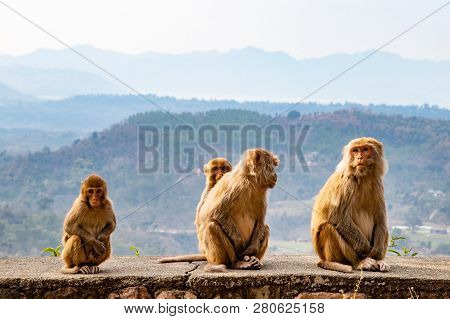 Family Of Monkeys Sitting On The Road Side And  Waiting For A Tourist To Pass By And Give Them Food.