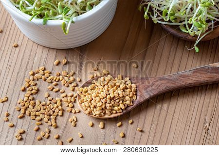 Dry Fenugreek Seeds On A Spoon With Five-day Sprouts In The Background