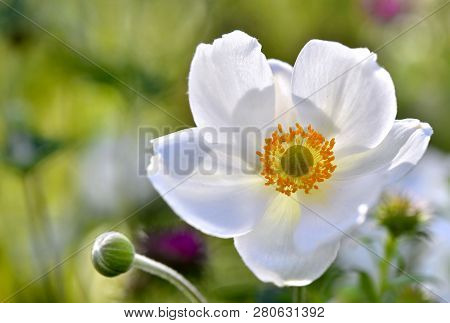 Close On Blooming White Flower Anemone With Yellow Pistils