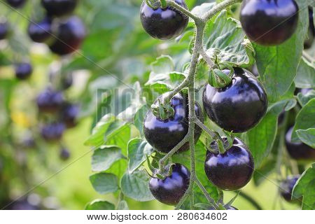 Black Tomatoes On A Branch In The Garden. Indigo Rose Tomato