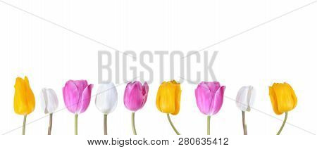 Border Of Colorful Tulips Corolla On White Background