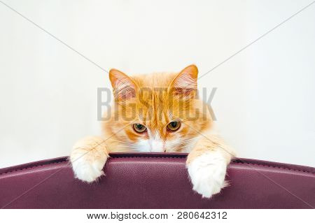 Ginger Cat Is Hiding And Looking Out Of Purple Chair. Humble And Modest Cat Looking At Camera