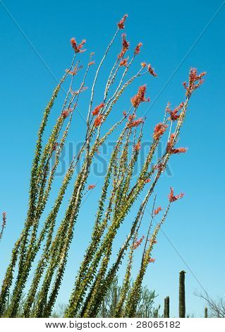 blomstrende ocotillo kaktus