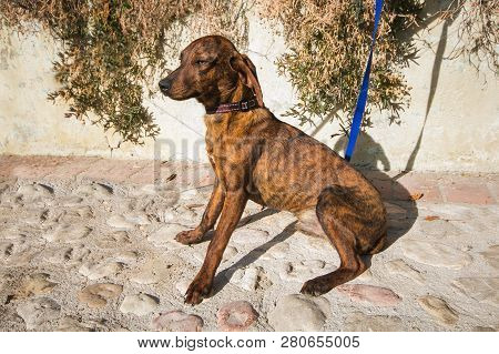 Profile Of Segugio Maremmano Puppy Dog In The Garden