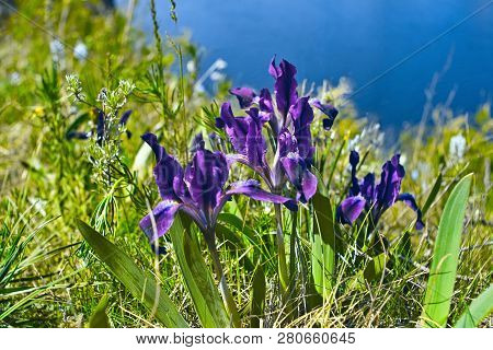 Blooming Purple Irises On The River Bank.  Spring Blooming Nature.
