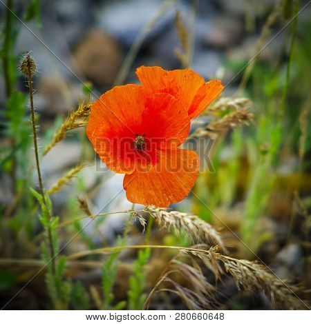 Wild Red Poppy Flowers In The Flowering Meadow. Summer Nature In Bloom.