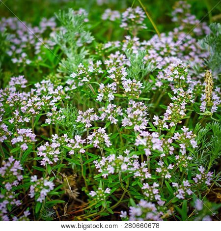 Beautiful Colorful Stellaria Wildflowers On Meadow In Spring. Stellaria Neglecta.