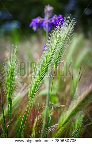 Spikelets Of Perennial Green Grass With An Iris Background.