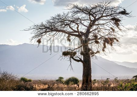 Beautiful Savannah Plains Landscape With Dry Tree In The Foreground, Kenya