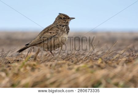 Crested Lark Posing On The Earth Level Covered With Old Grass