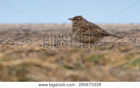 Crested Lark Posing On Flat Soil Level In Winter