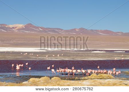 Laguna Colorada Flamingos, Bolivia
