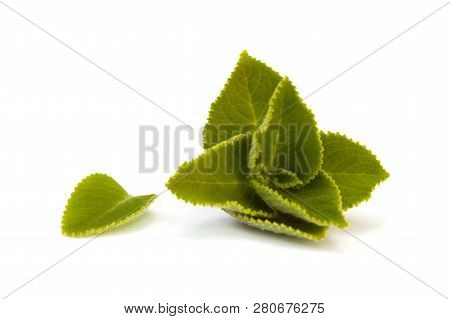 Fresh Oregano Leaves Isolated On White Background. Protecting Against Cancer.