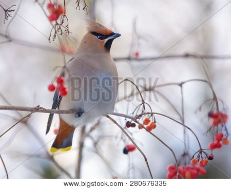 Bohemian Waxwings Perched On A Viburnum Tree With Berries