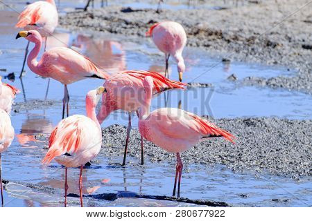 Laguna Hedionda Flamingos, Bolivia