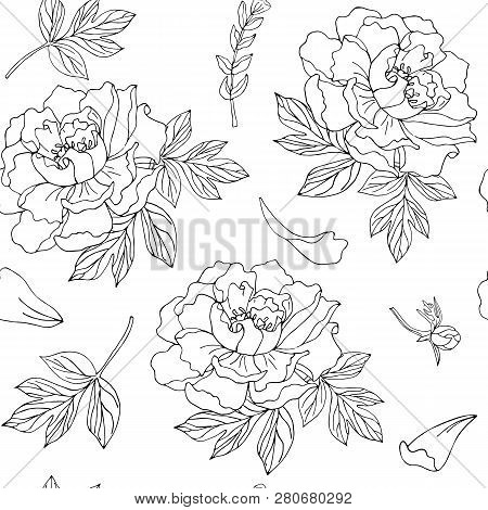 Seamless Pattern Pion. Black Outline On Transparent Background.