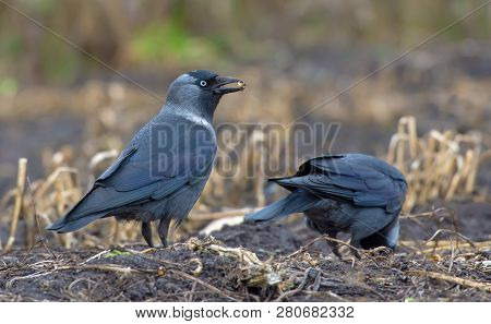 Western Jackdaw Posing While Holding A Piece Of Food In The Beak