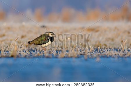Northern Lapwing Stands Near A Water In Frozen Fields With Icy Grass In Cold Morning