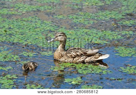 Duck Floating In The Lake
