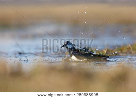 Northern Lapwing Bathing With A Lot Of Splashes
