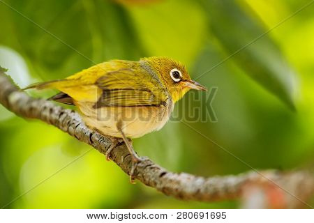 Fiji White-eye (zosterops Explorator) Sitting On A Tree Branch. It Is Endemic To The Islands Of Fiji