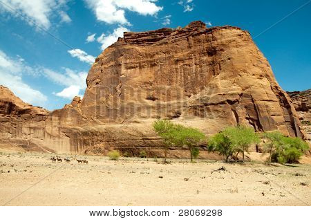cavalos no Canyon de Chelly